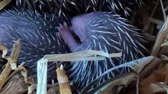 One of the six baby hedgehogs curled up next to their mother in their nest. It is small with a pink face and paws. Its skin is black over most of their body but they have white spines running down their back and sides.