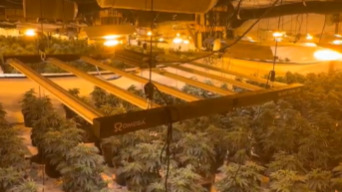 Cannabis plants growing in a warehouse