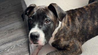 Bruno - a black and white Cane Corso puppy - resting on a seat