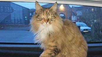 A cat sitting on the rear parcel shelf of a police car.