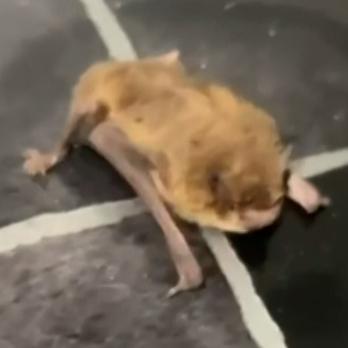 A brown bat sitting crawling along a black and white tiled florr