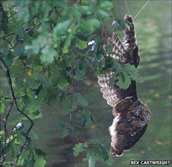 Tawny owl trapped in tree at Betws-y-Coed, Conw