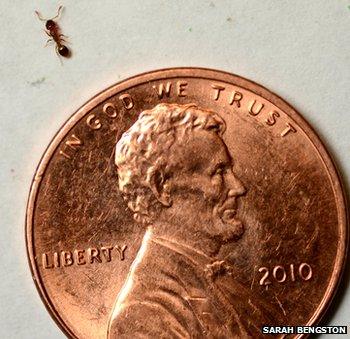 ant with US penny