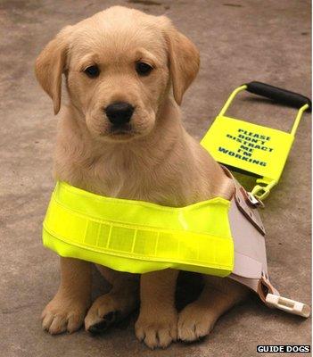 Guide dog