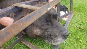 A brown Staffordshire Bull Terrier and Labrador cross stuck in metal bars on some grass