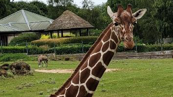 Iniko the giraffe is pictured sitting in a grass field. She is looking at the camera. Other animals and pens can be seen in the distance behind her.