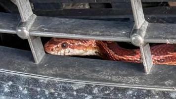 The snake pictured behind the metal grille of a car. It has a light red or orange skin with brownish blotches along its back.