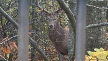 A male deer with antlers stands in a wooded location peering out from behind a tree