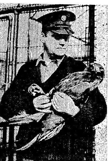 Deputy head keeper of birds of prey at the zoo, Joe McCorry, with the eagle 