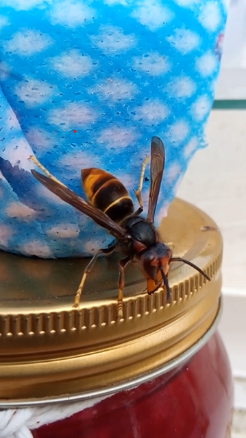 A hornet spreading it's wings on the lid of a jar. 