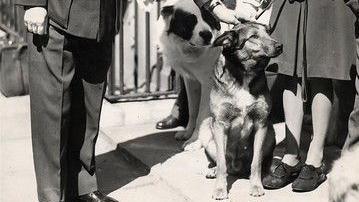 Archive picture of Bing, an Alsatian and Collie cross, from Loughborough, Leicestershire.