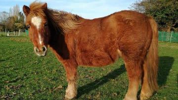 Stolen Shetland pony