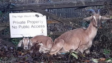 Two goats sit by a fence on the side of a road.