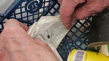 A rat dropping inside a grey plastic food package, which is being held open by an inspector's hands.