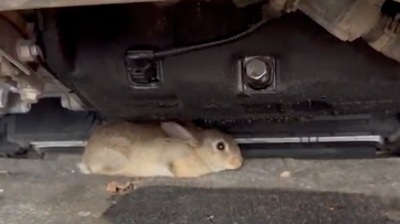 A zoomed in picture of a rabbit stuck beneath a car