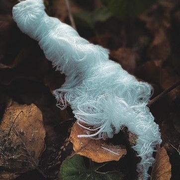 Hair ice on a piece of wood. The ice is white in colour and looks like tightly wound string. It is on a stump of wood which is orange in colour on the top and dark green and black on the bottom.