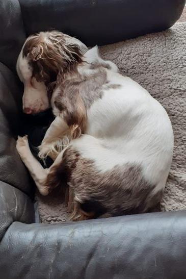 Deaf and blind springer spaniel puppy