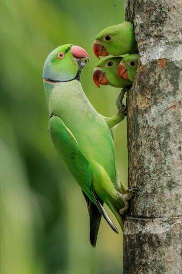 Male rose-ringed parakeet feeding three chicks.