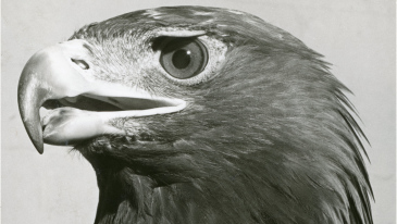 Black and White head shot of Goldie the Golden Eagle