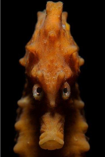 Angry seahorse