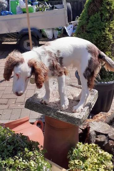 Deaf and blind springer spaniel puppy