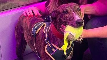 Rescued lurcher puppy Charlier is brindle and white in colour