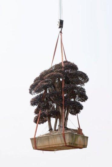 Image of dangling tree on a crane