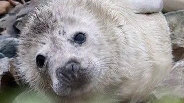 A close-up of a seal pup's face looking at the camera. The seal has white fur with brown above its head. It has black eyes and whiskers around its nose. The seal pup is on some grey rocks and is on its side.