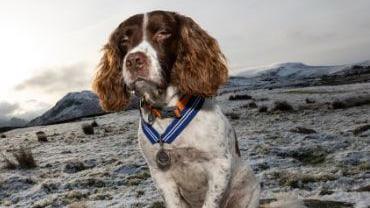 A springer spaniel called Max sits in front of a snowy landscape wearing his medal of honour around his neck. 