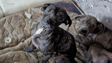 Staffordshire Bull Terries puppies, Jack and his sister Poppy, pictured sitting on a dirty mattress 