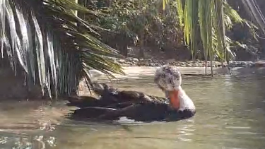 A white-winged duck paddling in water. The bird has an orange beak, white head and dark body. 