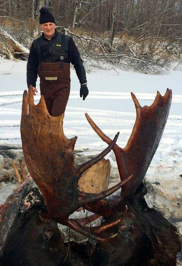 This Nov. 12, 2016 photo, provided by Jeff Erickson shows two moose frozen mid-fight and encased in ice near the remote village of Unalakleet, Alaska, on the state"s western coast.