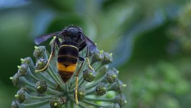 An Asian Hornet on a plant.