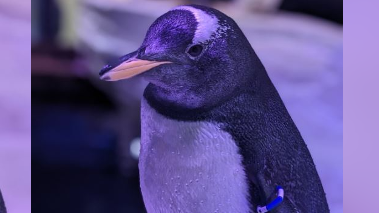 A young penguin, with a blue and white ring around its left wing. It has black feathers with a white front and an orange and black beak.