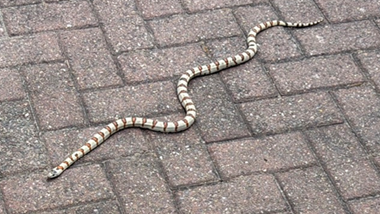 The snake mentioned in the story against a brick ground.
