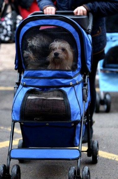 Dogs in a pram