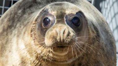 Close up of a seal 