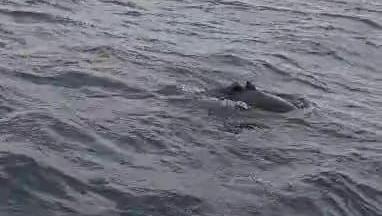 A dolphin is swimming in a choppy water and it is clear its dorsal fin has been sheared off leaving a jagged shape. There is rainwater on the lens and the sea looks slate grey.