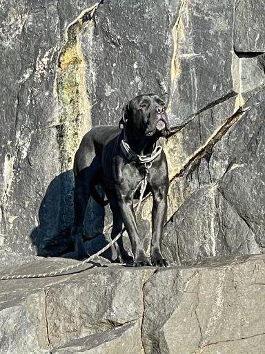 Loki pictured on the cliff edge, with his lead still attatched