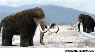 Woolly mammoths