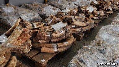 Illegal ivory confiscated