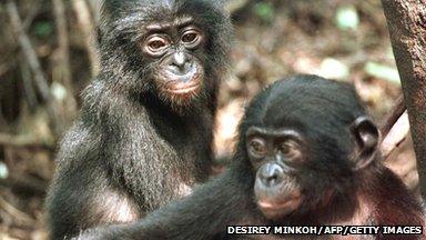 Bonobo chimps in Africa