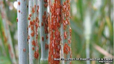 Varying stem rust epidemics on wheat stems