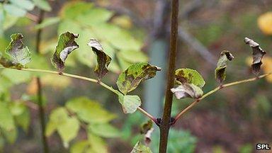 The fungus attacks ash trees