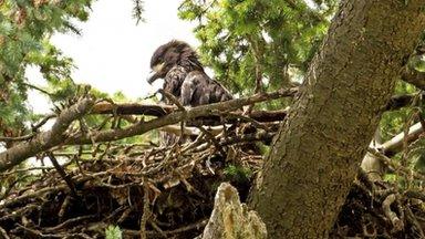 Eagle nest