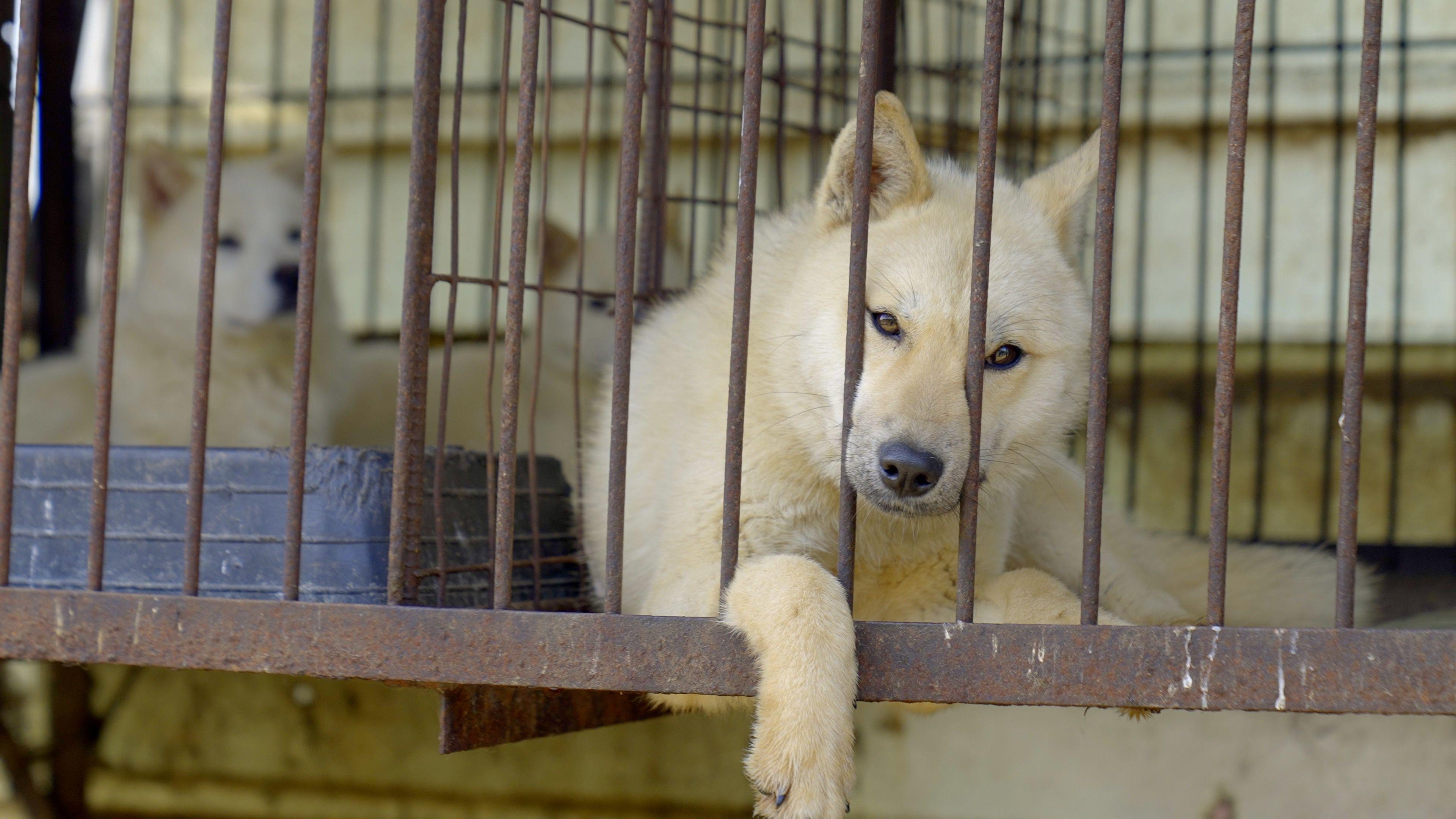 A dog in a cage presses its nose between the bars