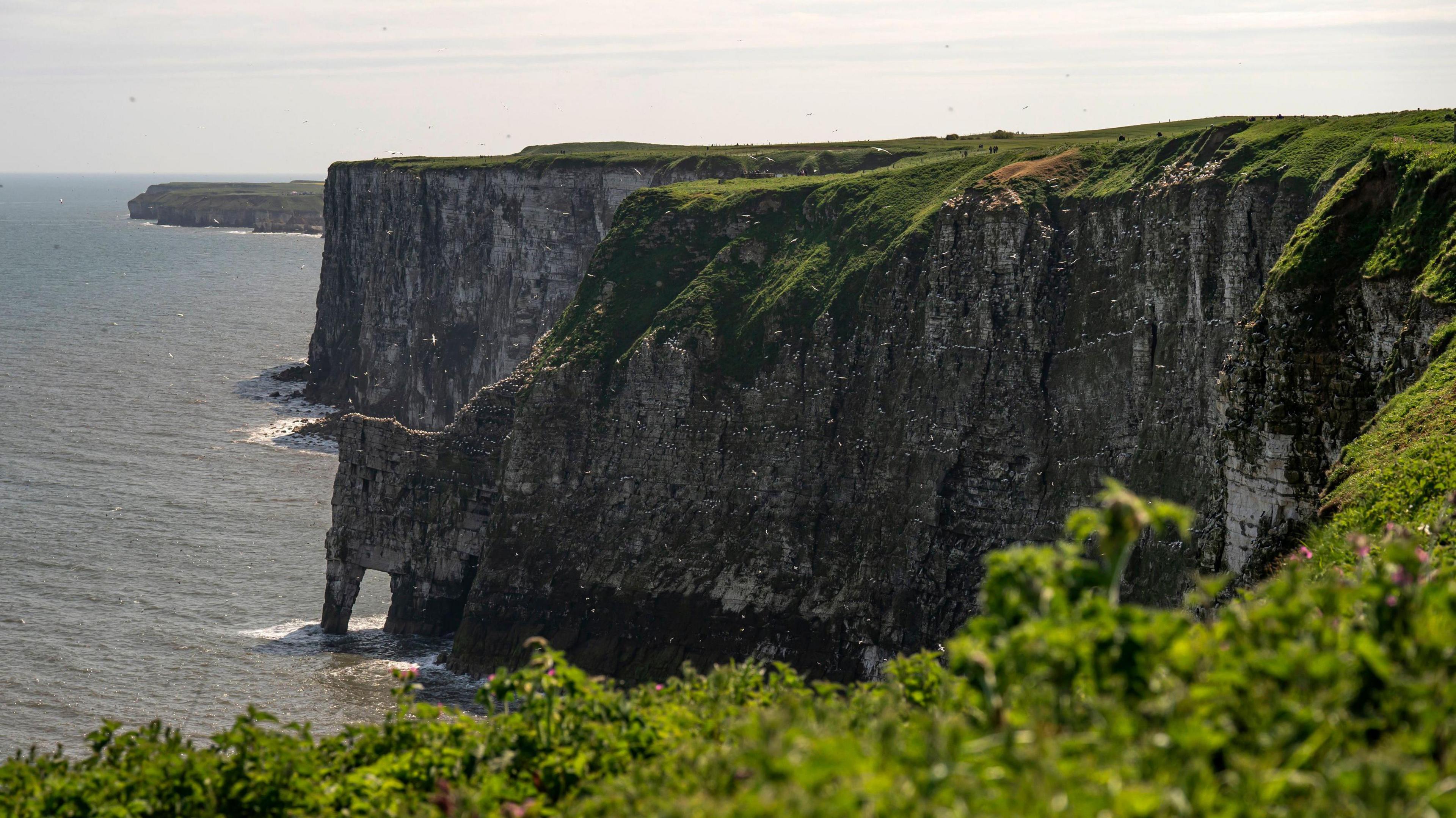 Landscape photo of two cliff faces with greenery at the top next to the sea. Several white dots can be seen at the nearest cliff face - they are birds.