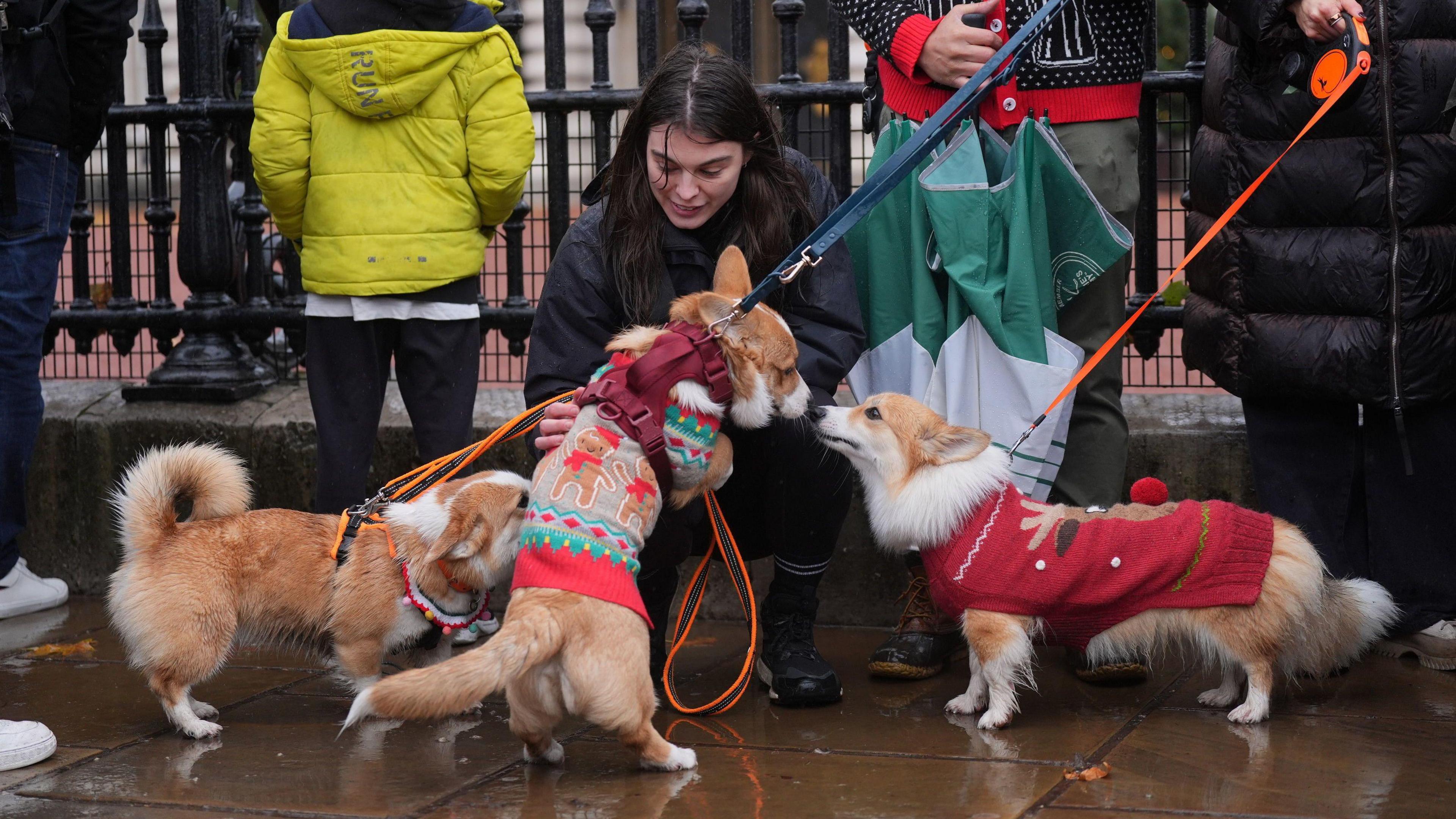 A person bends down to stroke three corgis outside Buckingham Palace.