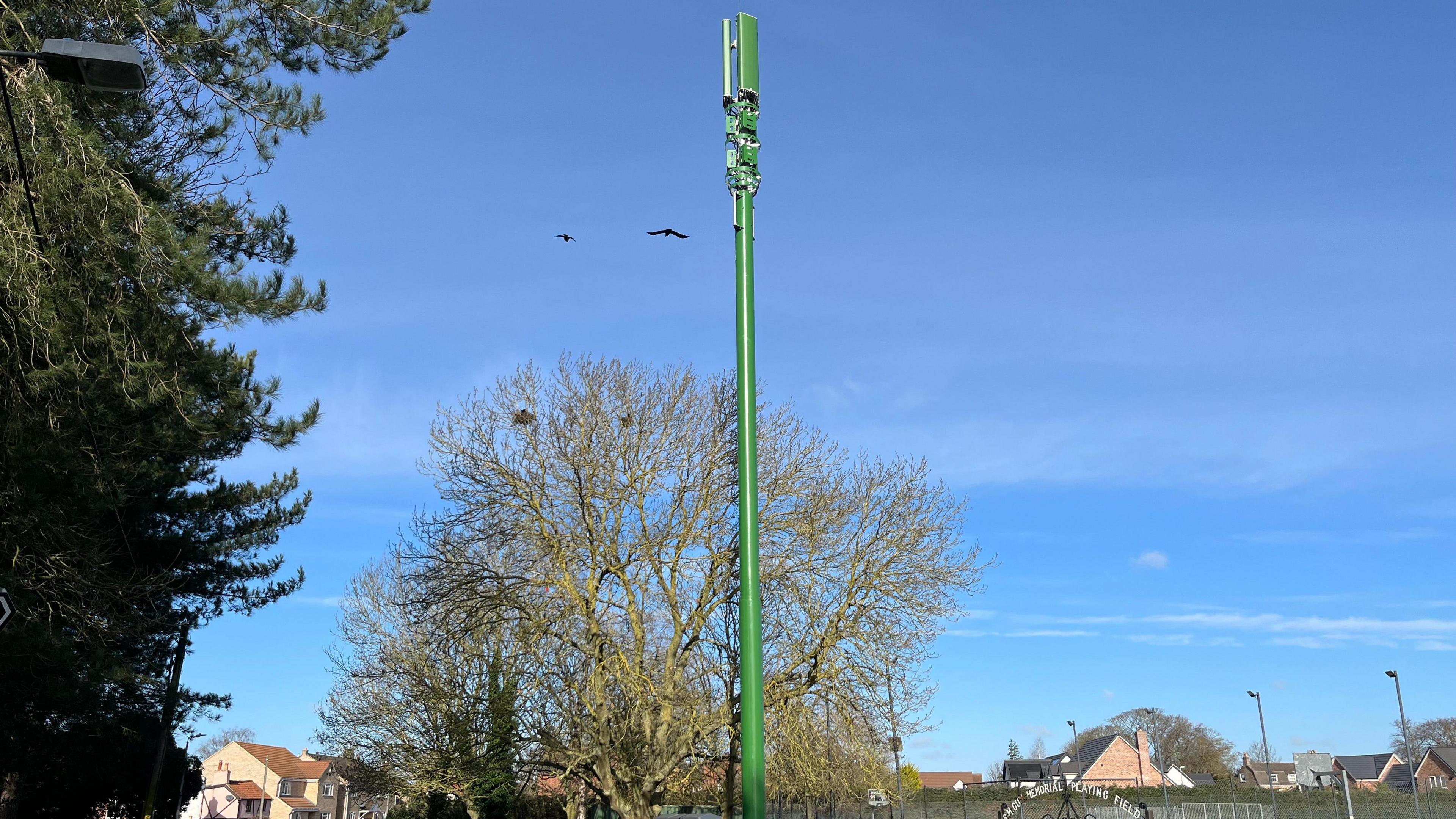 Blue sly with a green 20m (65ft) tall 4G mobile signal mast with trees behind and in front of it. Some housing can be seen in the background and floodlights from an all-weather football/netball playing surface are visible too.