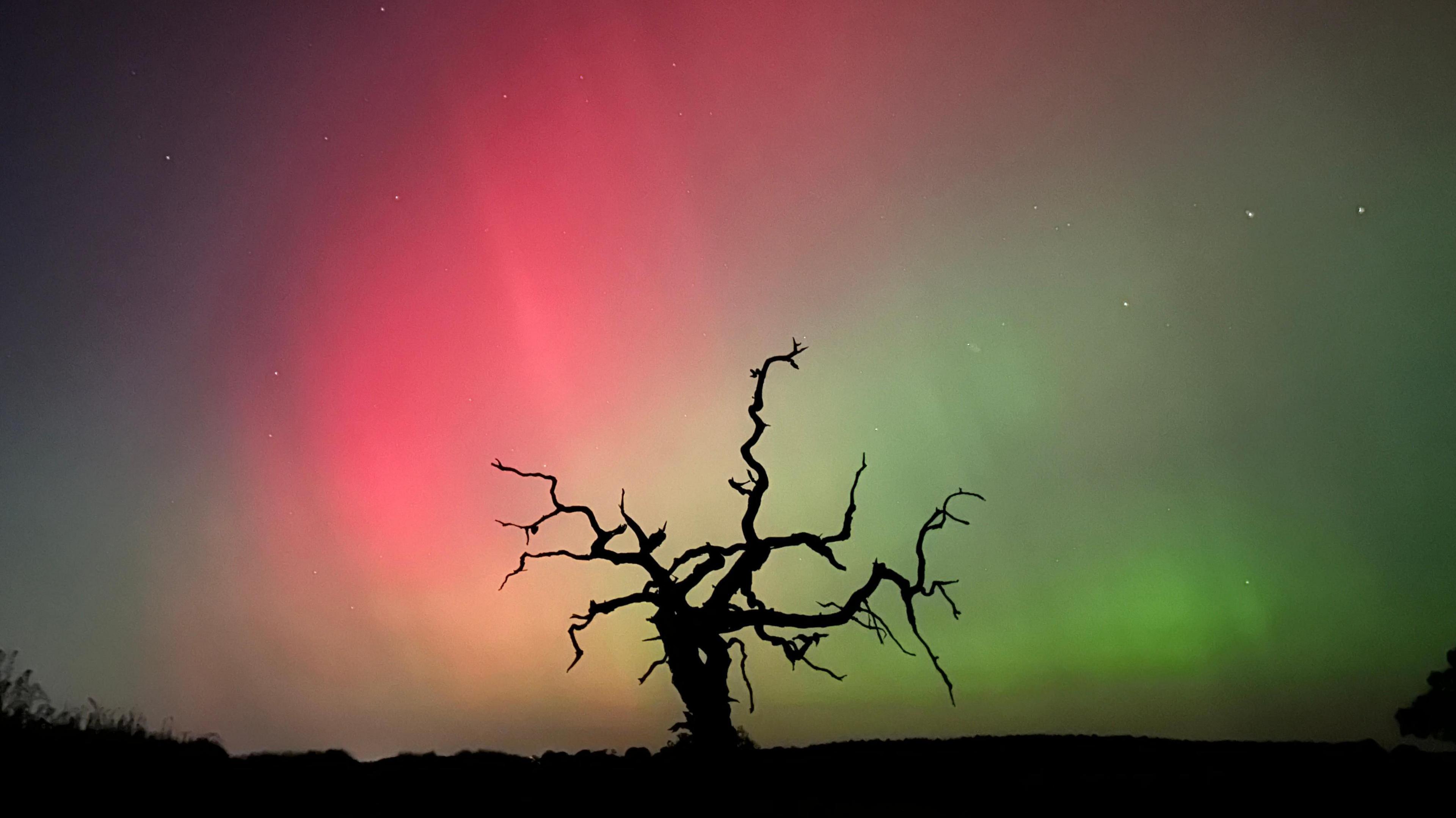 A tree in front of the pink, green and orange Northern Lights